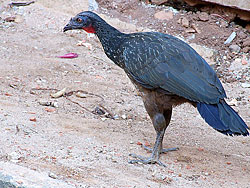 The infamous coffee-bean cleaning-machine Jacu bird from the Amazon